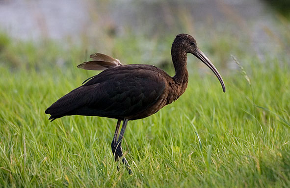 glossy ibis