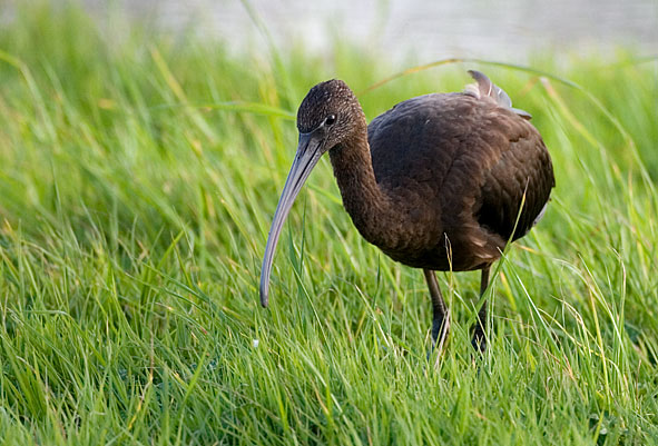 glossy ibis