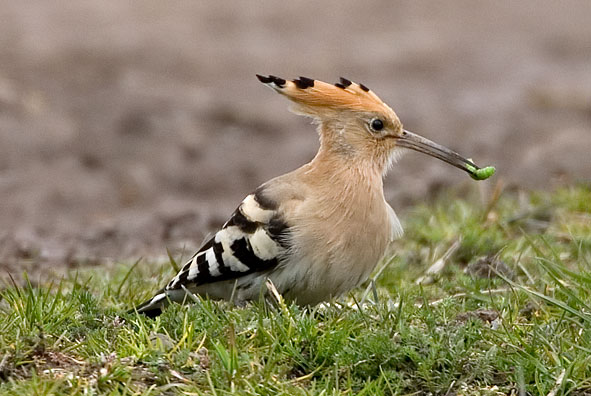 hoopoe