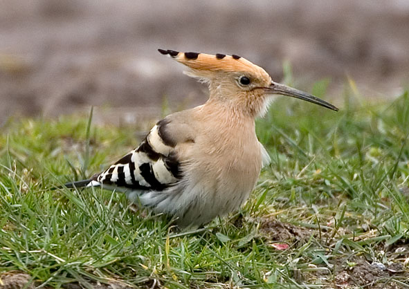 hoopoe