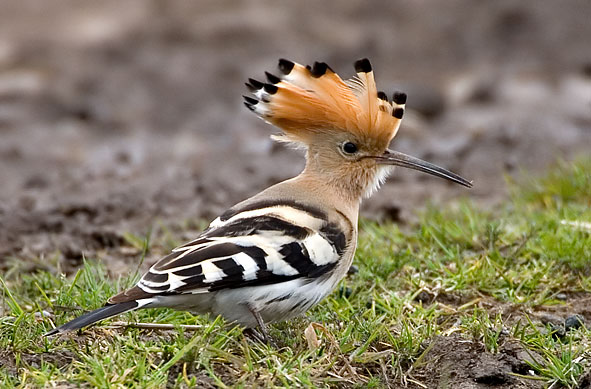 hoopoe