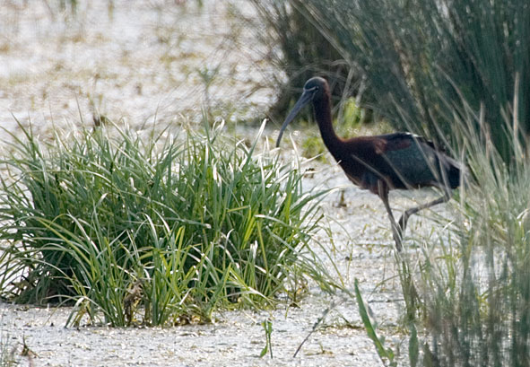 glossy ibis