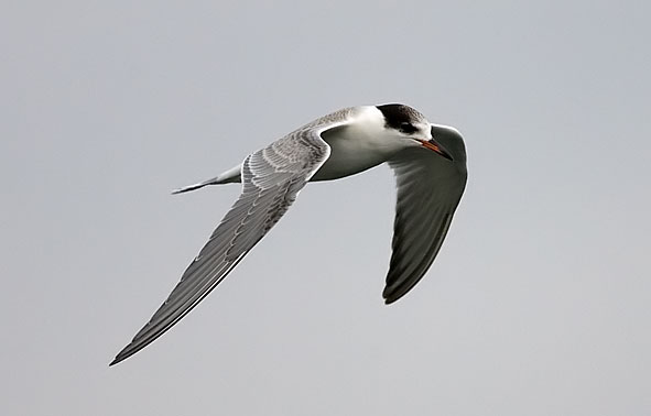 juvenile tern