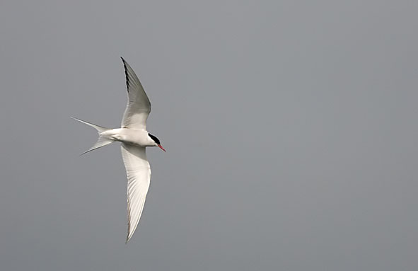 Arctic tern - adult