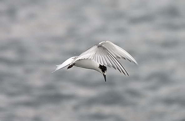 Arctic tern - juvenile