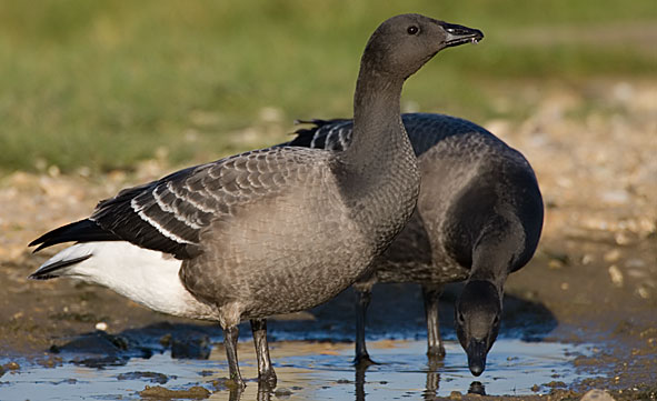 black-bellied brent goose