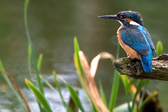 kingfisher