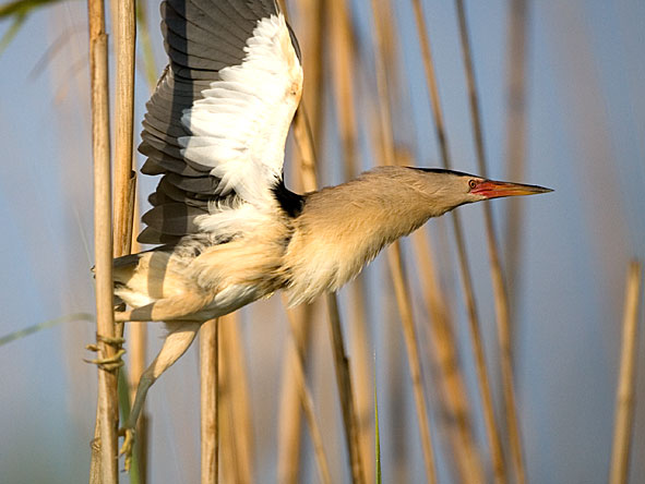 Little bittern