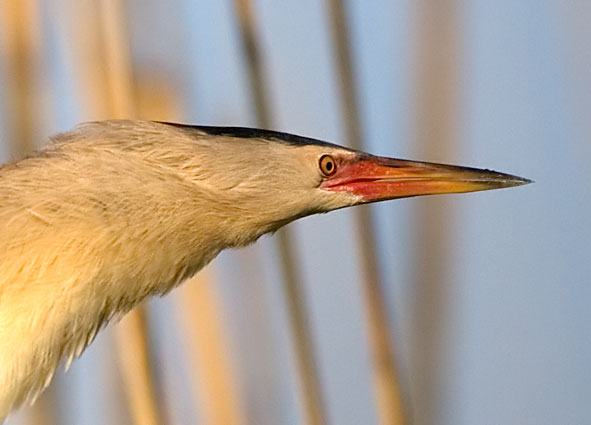 Little bittern