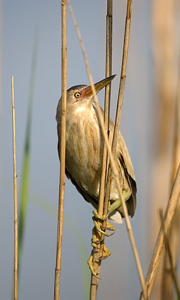Little bittern