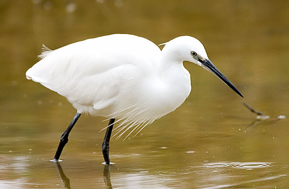 little egret