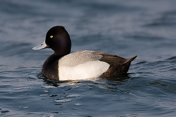 lesser scaup