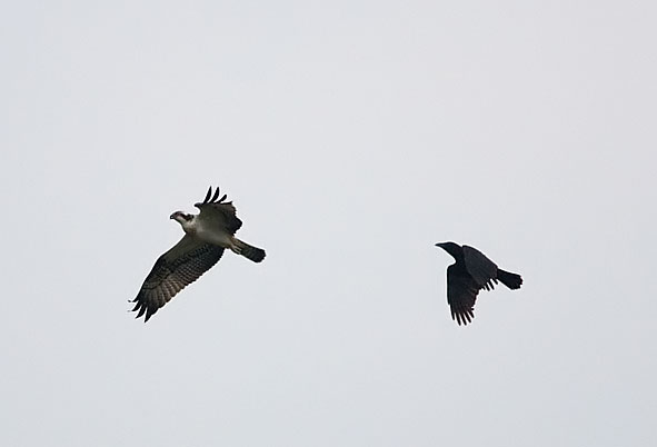 osprey and crow