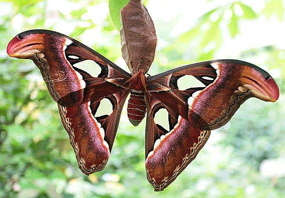 Atlas moth