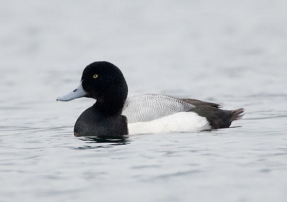 male scaup