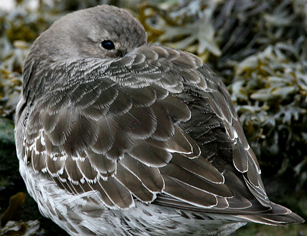 purple sandpiper