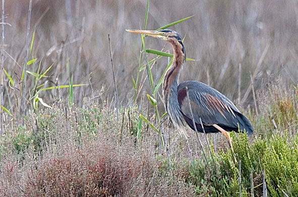 purple heron