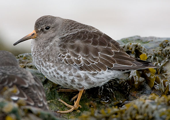 purple sandpiper