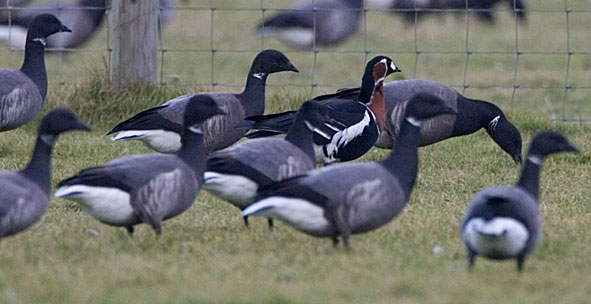 red-breasted goose