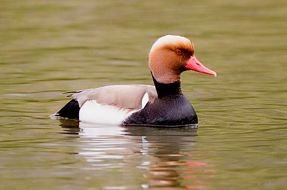red-crested pochard
