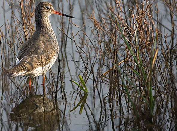 redshank
