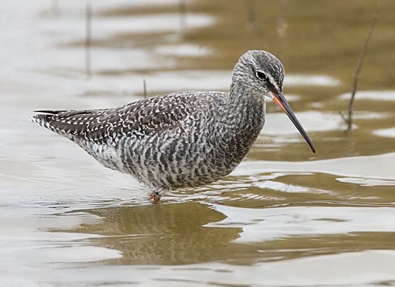 spotted redshank