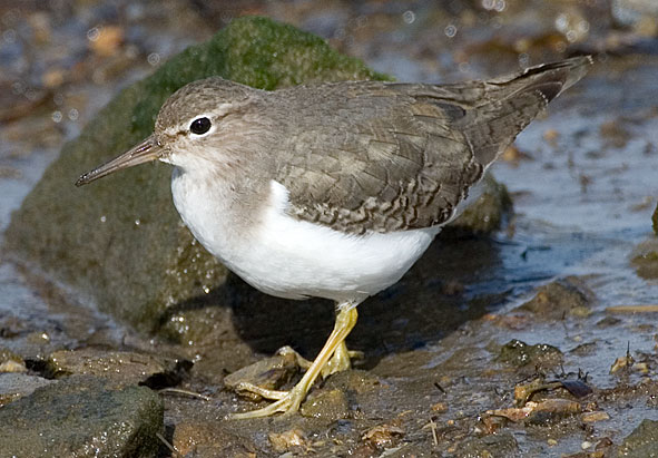 Spotted sandpiper