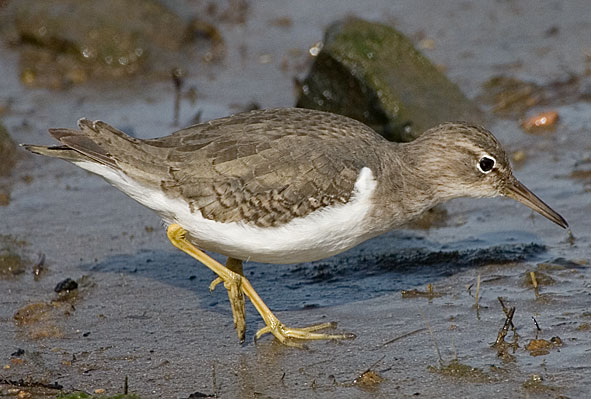 Spotted sandpiper