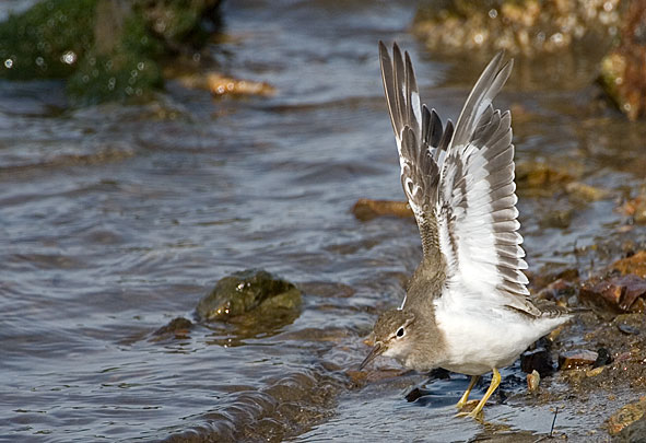 Spotted sandpiper