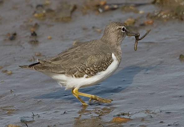 Spotted sandpiper