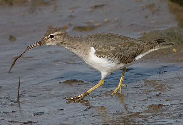 Spotted sandpiper