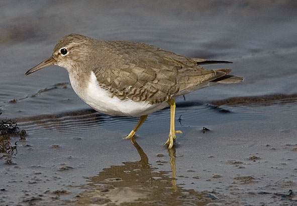 Spotted sandpiper