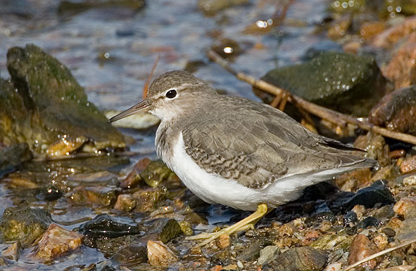 Spotted sandpiper