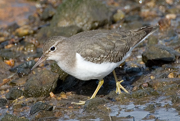 Spotted sandpiper