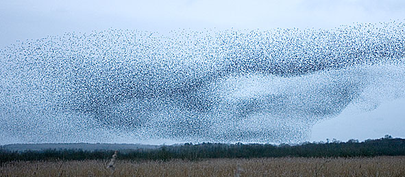 starling roost