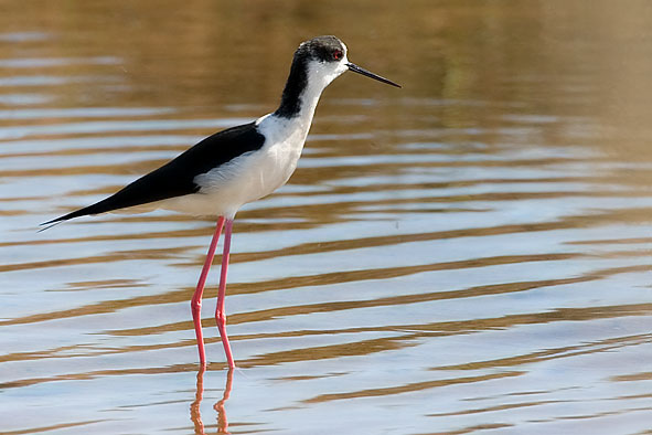 black-winged stilt 
