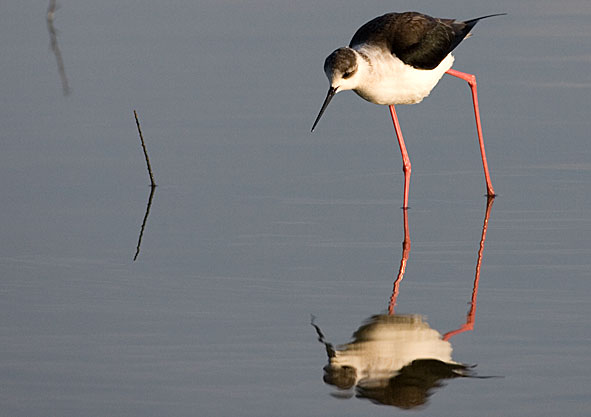 black-winged stilt 