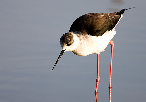 black-winged stilt 