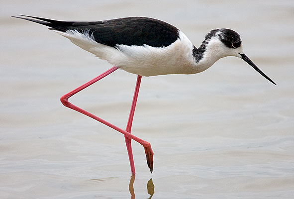 black-winged stilt 