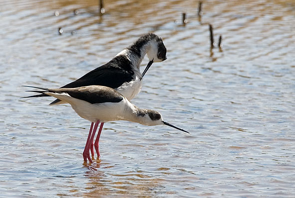 black-winged stilts mating