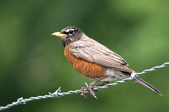 American robin