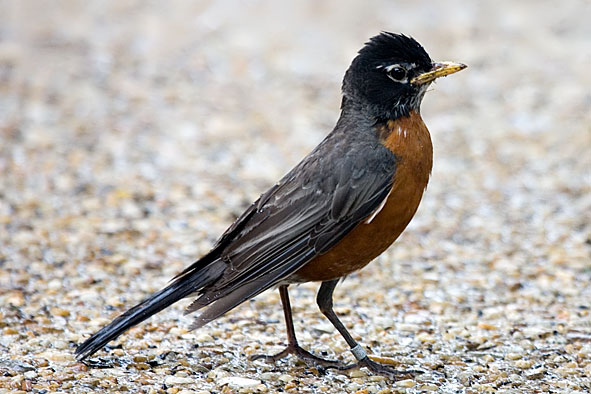 American robin