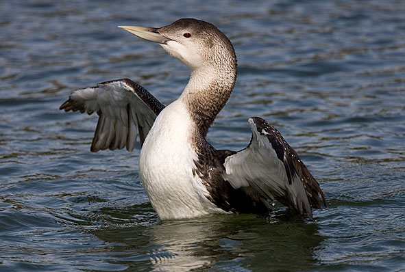 white-billed diver