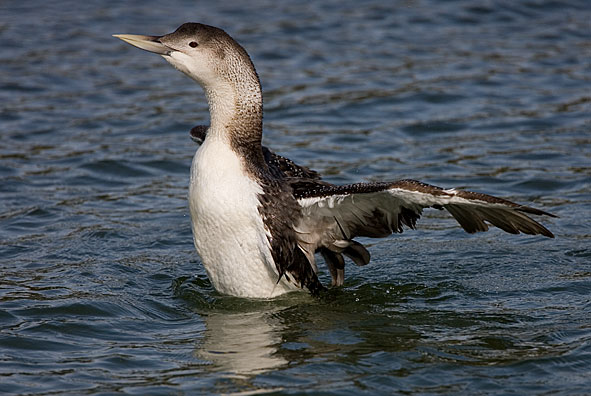 white-billed diver