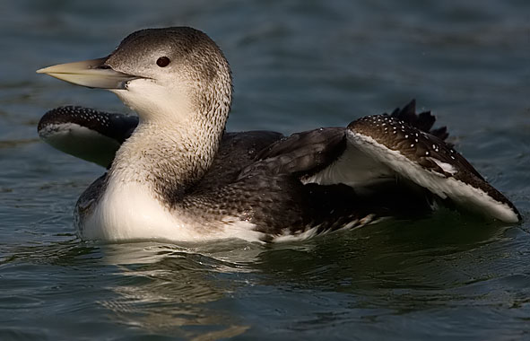 white-billed diver