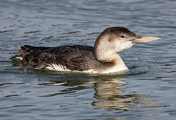 white-billed diver