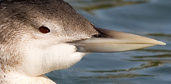 white-billed diver