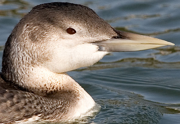 white-billed diver