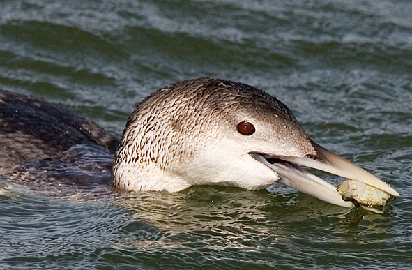 white-billed diver