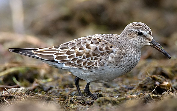 White-rumped sandpiper